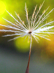 A dandelion seed waits for the wind